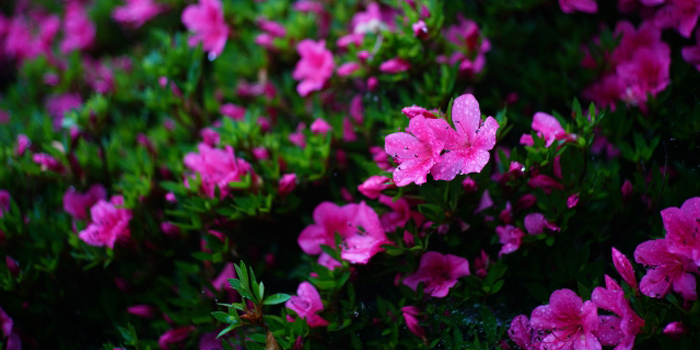 岡山県英田郡西粟倉村の花　サツキ