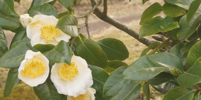 岡山県浅口郡里庄町の花　ツバキ