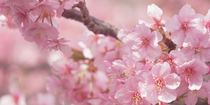 岡山県真庭郡新庄村の花　サクラ