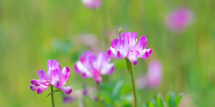 岡山県総社市の花　レンゲ