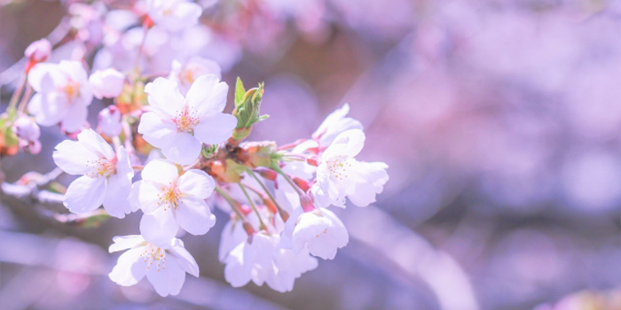 岡山県高梁市の花　サクラ