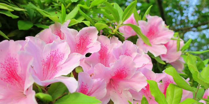 岡山県玉野市の花　桜、桃