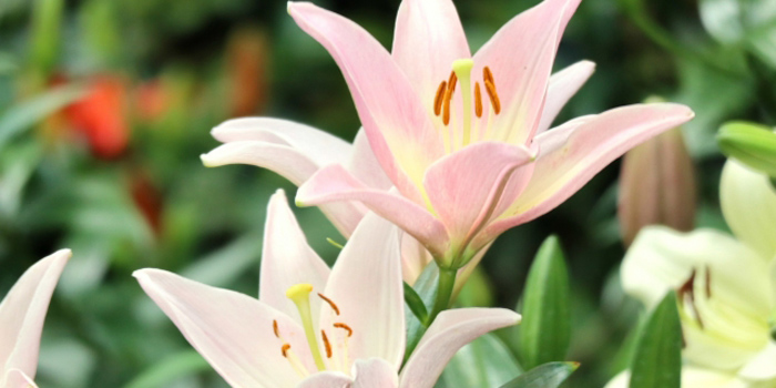 島尻郡粟国村の花　ハイビスカス