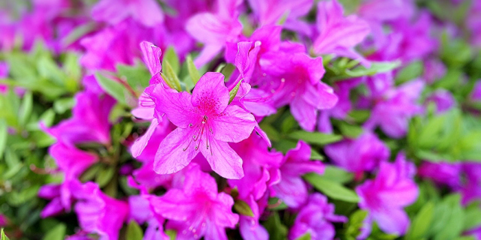 国頭郡宜野座村の花　つつじ