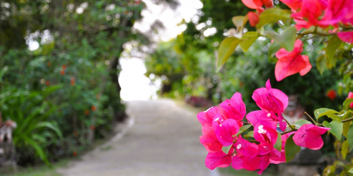 島尻郡南風原町の花　ブーゲンビリア