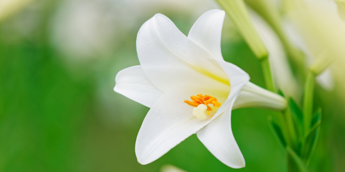 国頭郡伊江村の花　テッポウユリ