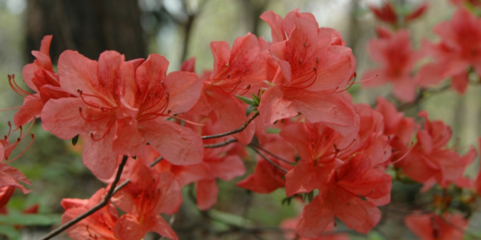 島尻郡伊是名村の花 トウサツキ