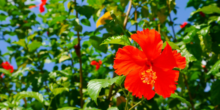 中頭郡嘉手納町の花　ハイビスカス