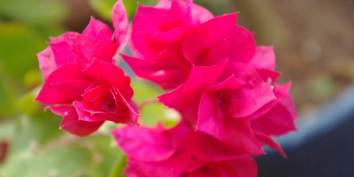 沖縄県宮古島市の花　ブーゲンビレア