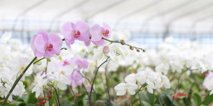 国頭郡本部町の花 ラン