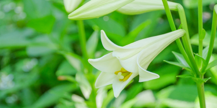 沖縄県名護市の花　テッポウユリ