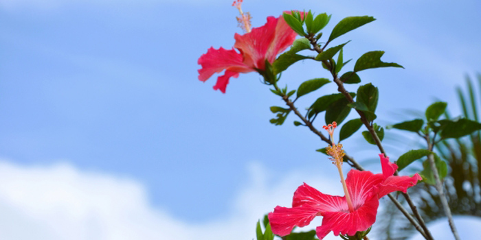 中頭郡中城村の花　ハイビスカス