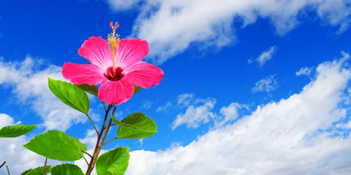 国頭郡今帰仁村の花　ハイビスカス