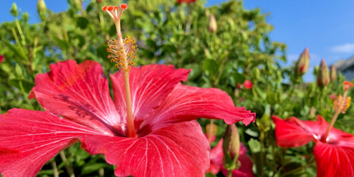 沖縄県沖縄市の花　ハイビスカス