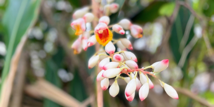 八重山郡竹富町の花　月桃