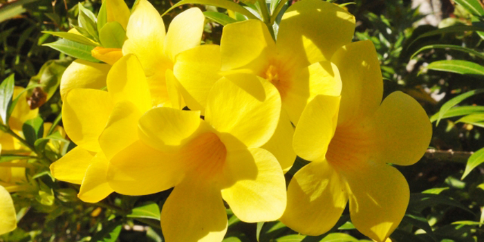 沖縄県浦添市の花　オオバナアリアケカズラ