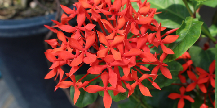 沖縄県うるま市の花　サンタンカ