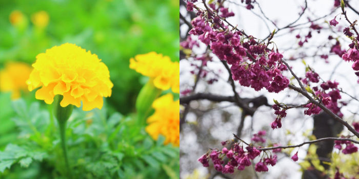 島尻郡八重瀬町の花　マリーゴールド、ヒガンザクラ