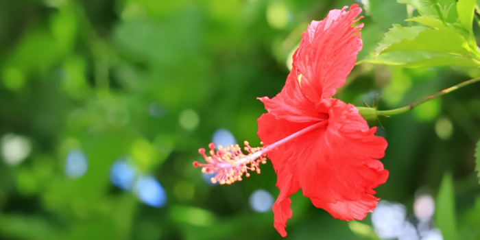 島尻郡与那原町の花　ハイビスカス