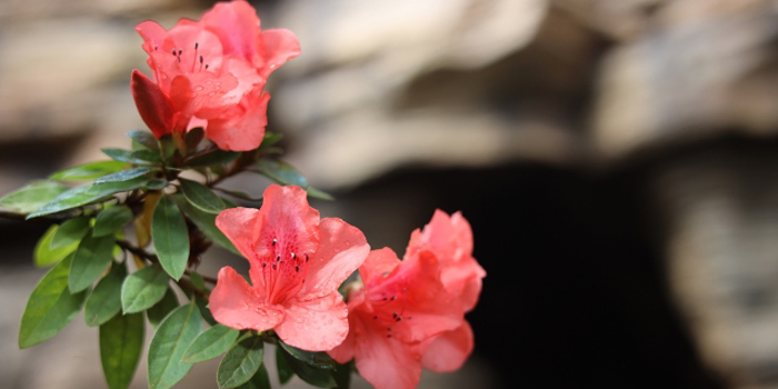 島尻郡座間味村の花　ケラマツツジ