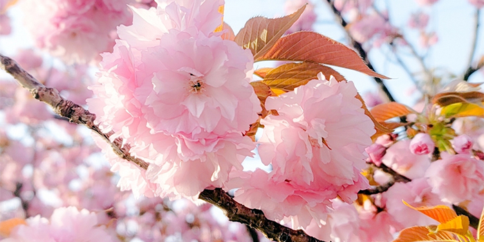 大分県豊後大野市の花　ボタンザクラ