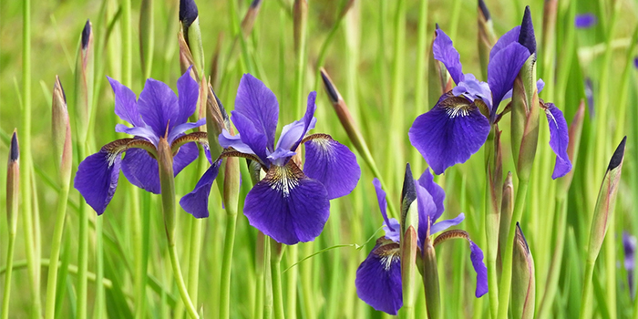 大分県日田市の花　アヤメ