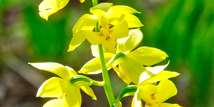 大分県杵築市の花　エビネ