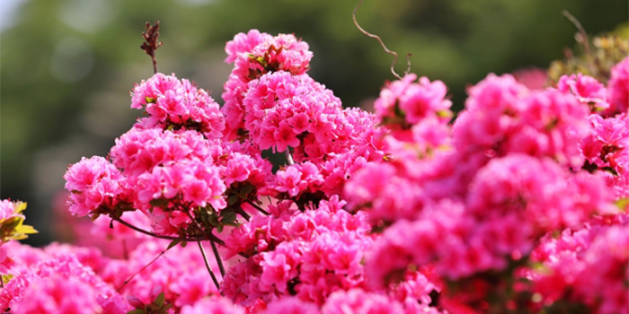 玖珠郡九重町の花　ミヤマキリシマ