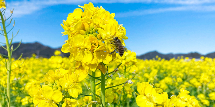 大分県国東市の花　菜の花