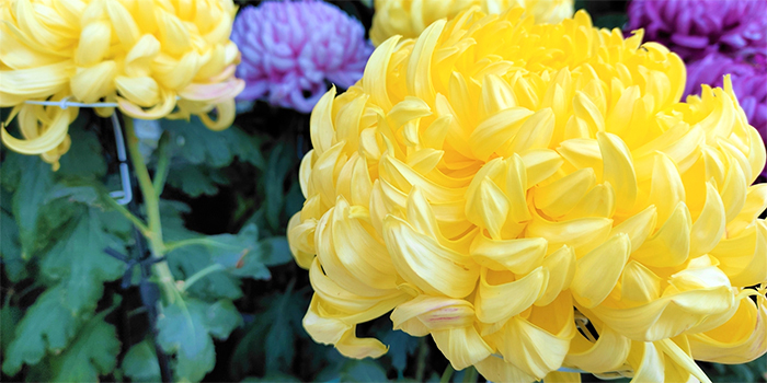 大分県中津市の花　菊