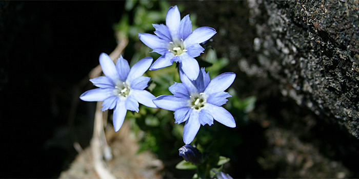 大分県竹田市の花　みやまりんどう