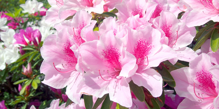 大分県宇佐市の花　つつじ