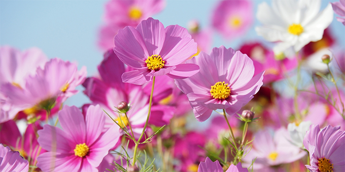 大分県由布市の花　コスモス