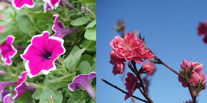 大阪市阿倍野区の花　もも・ペチュニア