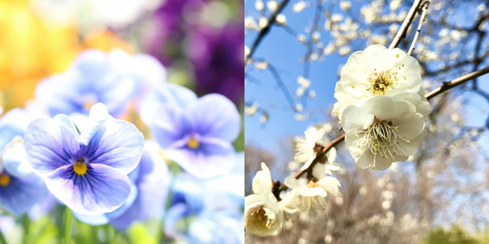 大阪市中央区の花　梅・パンジー