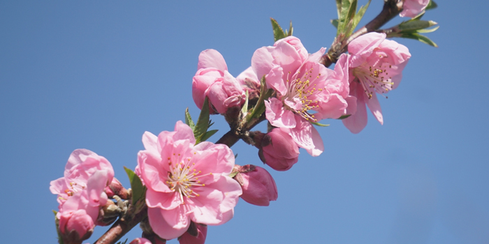 大阪府羽曳野市の花　モモ