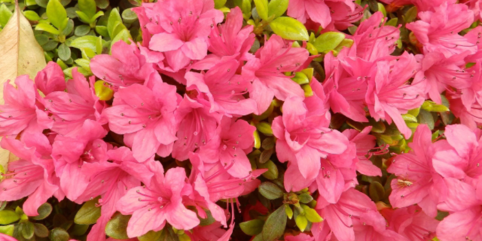 大阪府阪南市の花 サツキ
