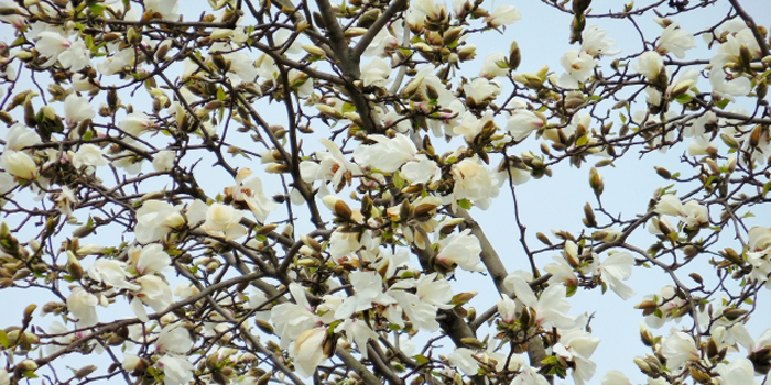 大阪市東淀川区の花　こぶし