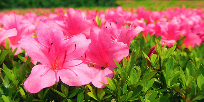 大阪府泉大津市の花　さつき