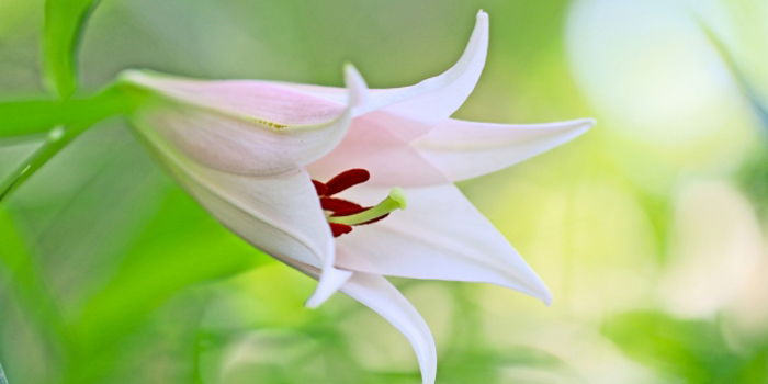 大阪府泉佐野市の花　ささゆり