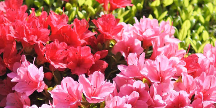 大阪府門真市の花　サツキ