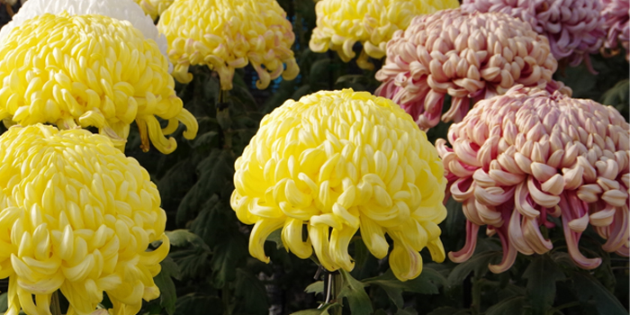 大阪府河内長野市の花　キク