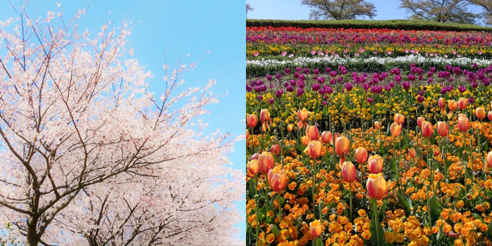 大阪市此花区の花　バラ