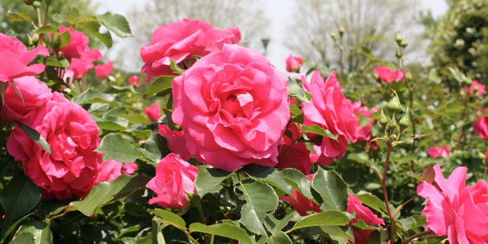 大阪府松原市の花　バラ