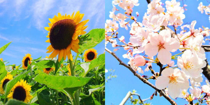 大阪市港区の花　ヒマワリ・サクラ