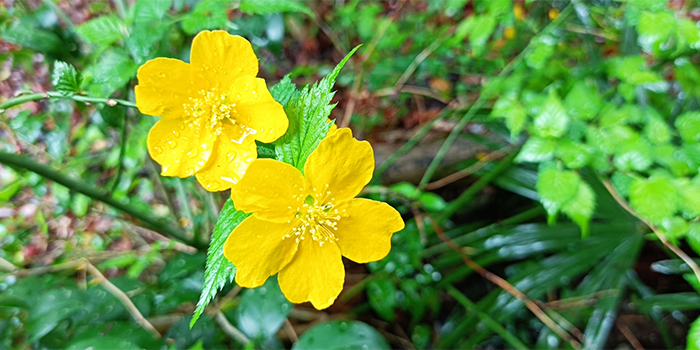 大阪府三島郡島本町の花　やまぶき