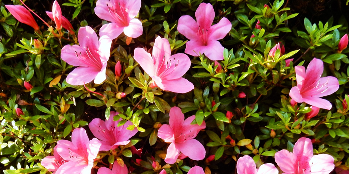 大阪府守口市の花　サツキ