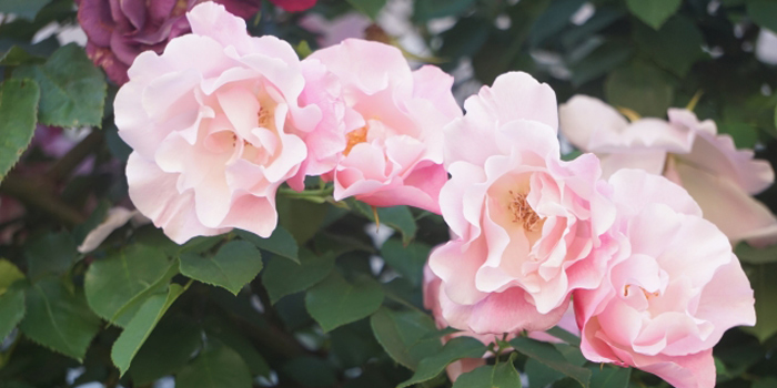 大阪府寝屋川市の花　バラ