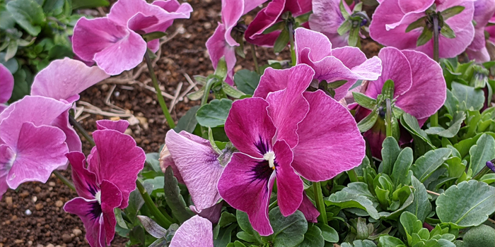 大阪市の花　パンジ－