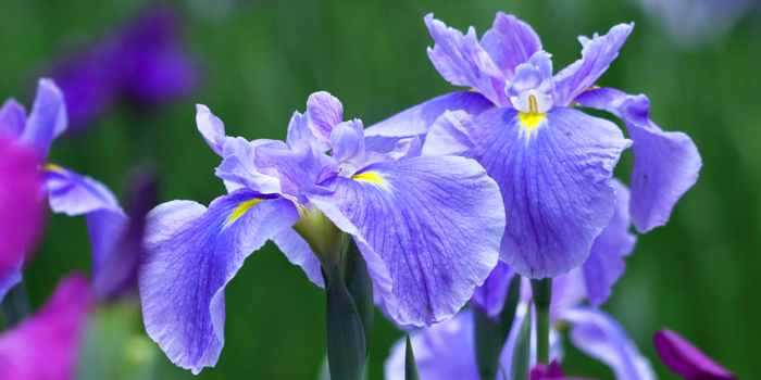 大阪市旭区の花　ハナショウブ